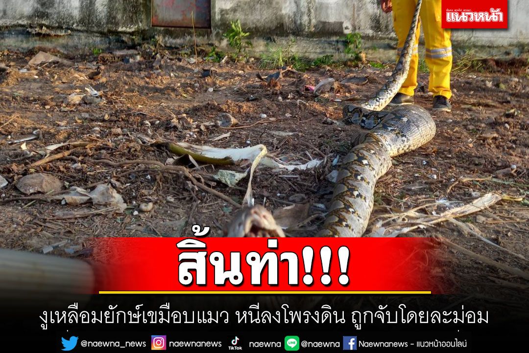 สิ้นท่า!!! งูเหลือมยักษ์เขมือบแมว หนีลงโพรงดิน ถูกจับโดยละม่อม