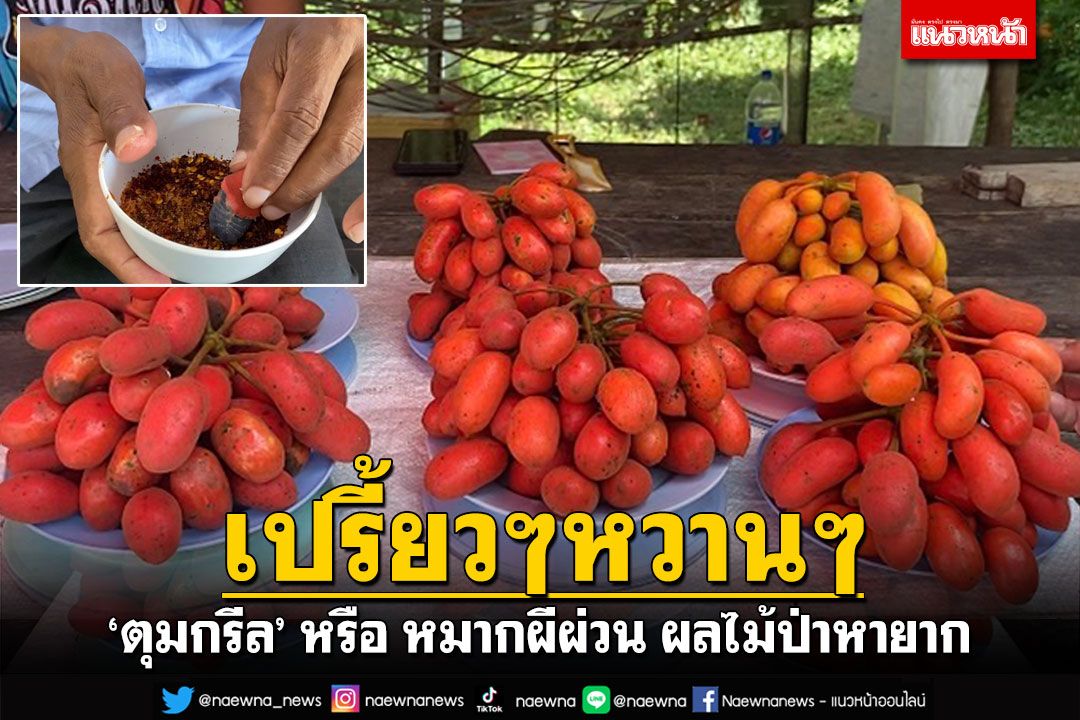 เปรี้ยวๆหวานๆ 'ตุมกรีล'หรือหมากผีผ่วน ผลไม้ป่าหายาก ออกลูกปีละครั้ง