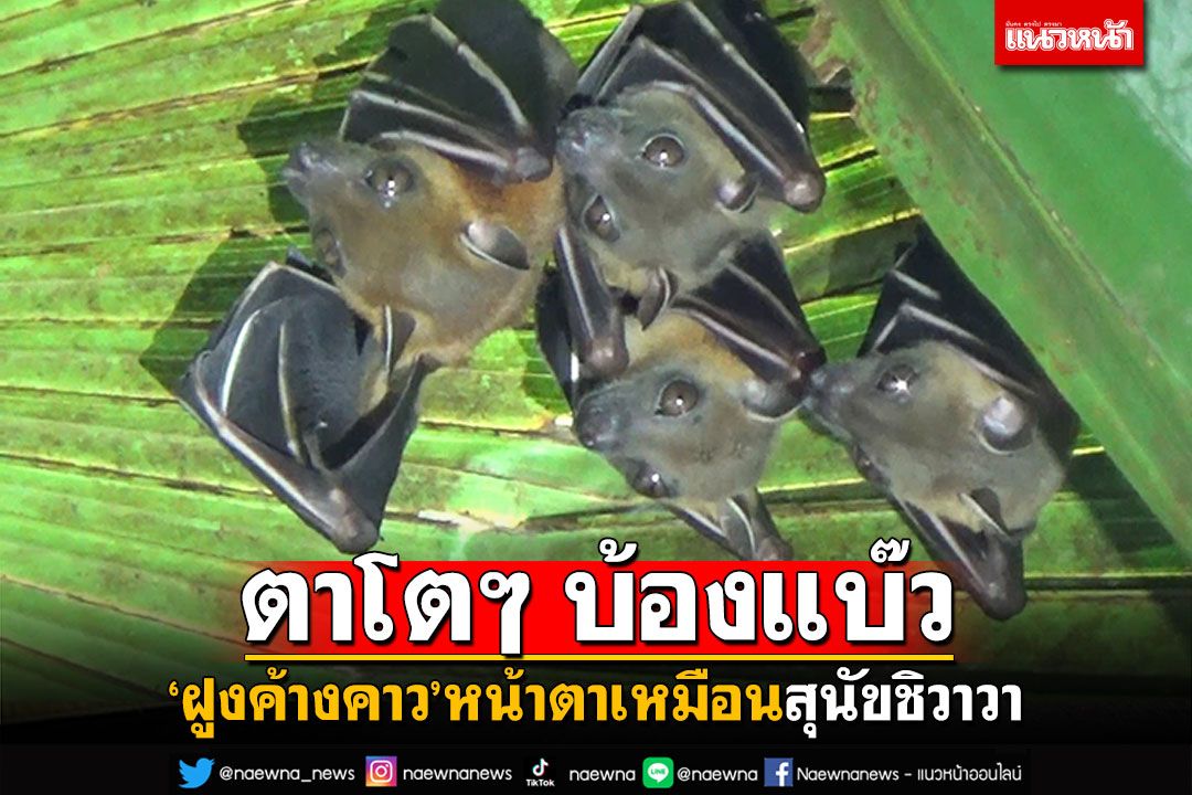 นกมีหูหนูมีปีก! พาชมฝูง'ค้างคาว' หน้าตาเหมือนสุนัขชิวาวา หนีถ้ำมาอยู่ป่า
