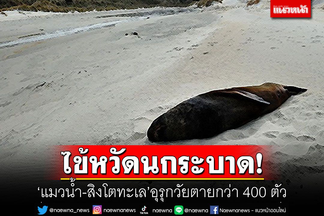 ไข้หวัดนกระบาด! 'แมวน้ำ-สิงโตทะเล'อุรุกวัยตายกว่า 400 ตัว