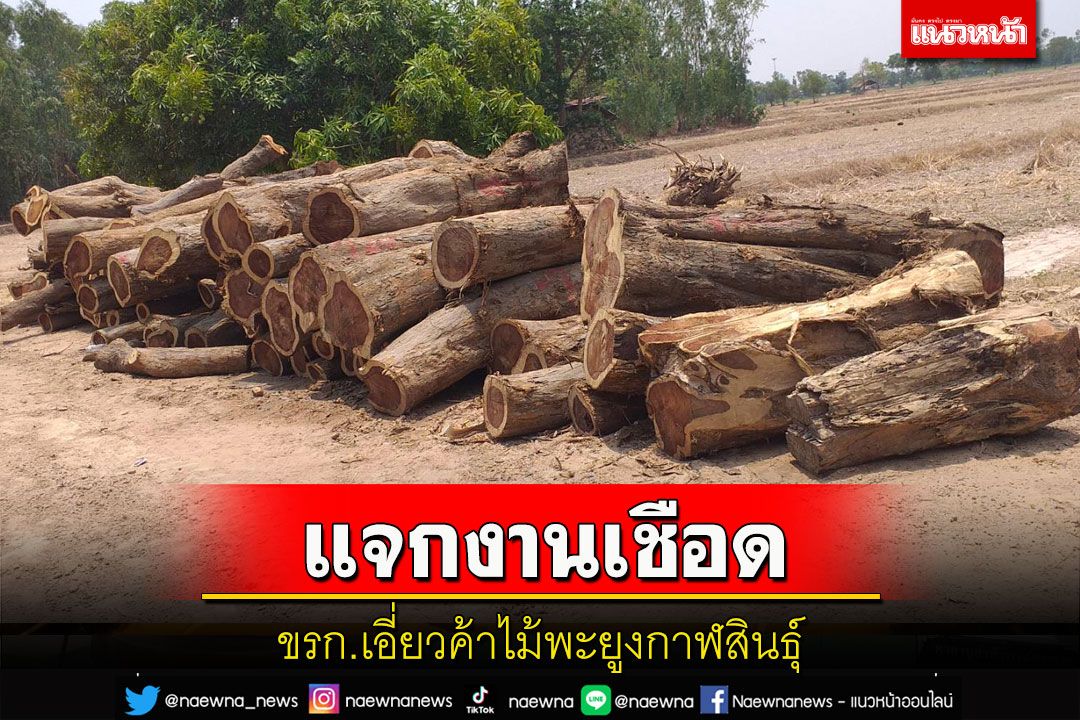 สตง.ตั้งโต๊ะแจกงานเชือด ขรก.เอี่ยวค้าไม้พะยูงกาฬสินธุ์