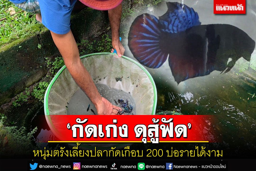 หนุ่มตรังเลี้ยงปลากัดสายกัดเก่ง'ดุสู้ฟัด'เกือบ200บ่อส่งลูกค้าทั้งไทยและต่างประเทศ