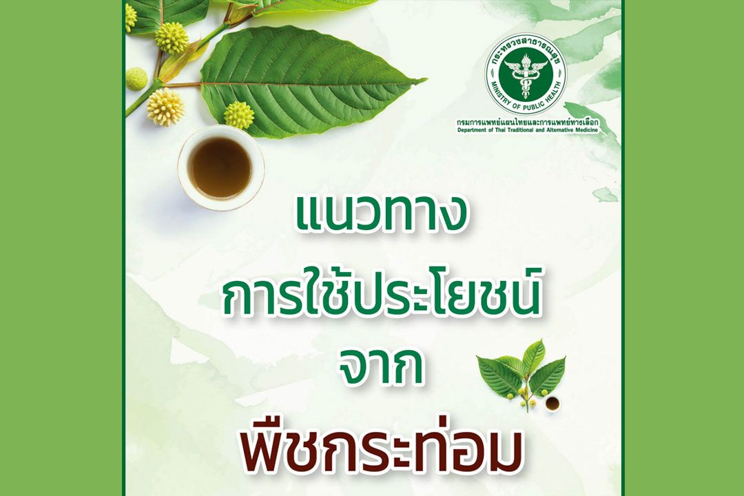 ‘กรมแพทย์แผนไทย’แนะ7ข้อสำหรับผู้ใช้‘กระท่อม’ ย้ำต้มน้ำอาจมีตะกอนตกค้างควรกรองก่อนดื่ม