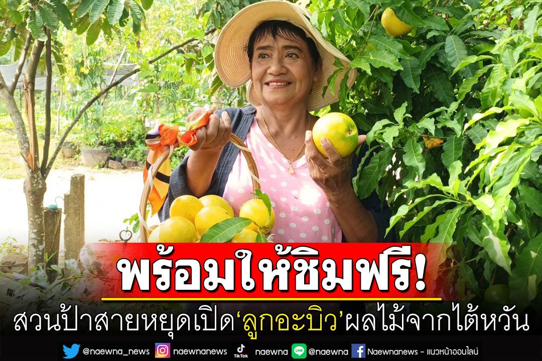 สวนป้าสายหยุดเปิด‘ลูกอะบิว’  ผลไม้จากไต้หวันพร้อมให้ชิมฟรี