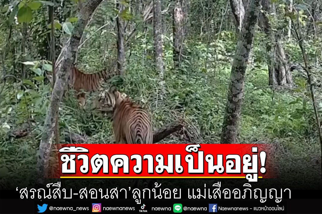 ชีวิตความเป็นอยู่! ‘สรณ์สืบ-สอนสา’ ลูกน้อย แม่เสืออภิญญา แข็งแกร่งดี โตวันโตคืน