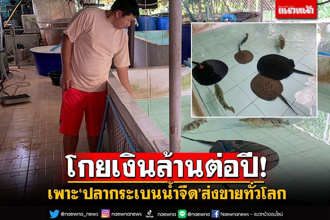 โกยเงินล้านต่อปี! เพาะปลากระเบนน้ำจืด ส่งขายทั่วโลก