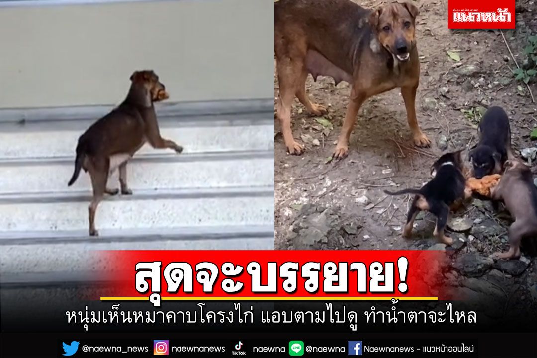 รักไม่มีข้อแม้! หนุ่มแอบตามไปดู เห็นหมาคาบโครงไก่วิ่งไปซะไกล ที่แท้ลูกๆของเขารออยู่ (คลิป)