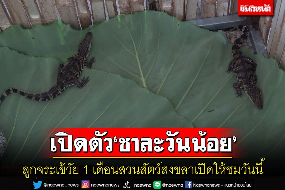 เปิดให้ชมวันนี้! 'ชาละวันน้อย'วัย 1 เดือน ลูกจระเข้น้ำจืดใกล้สูญพันธุ์สวนสัตว์สงขลา