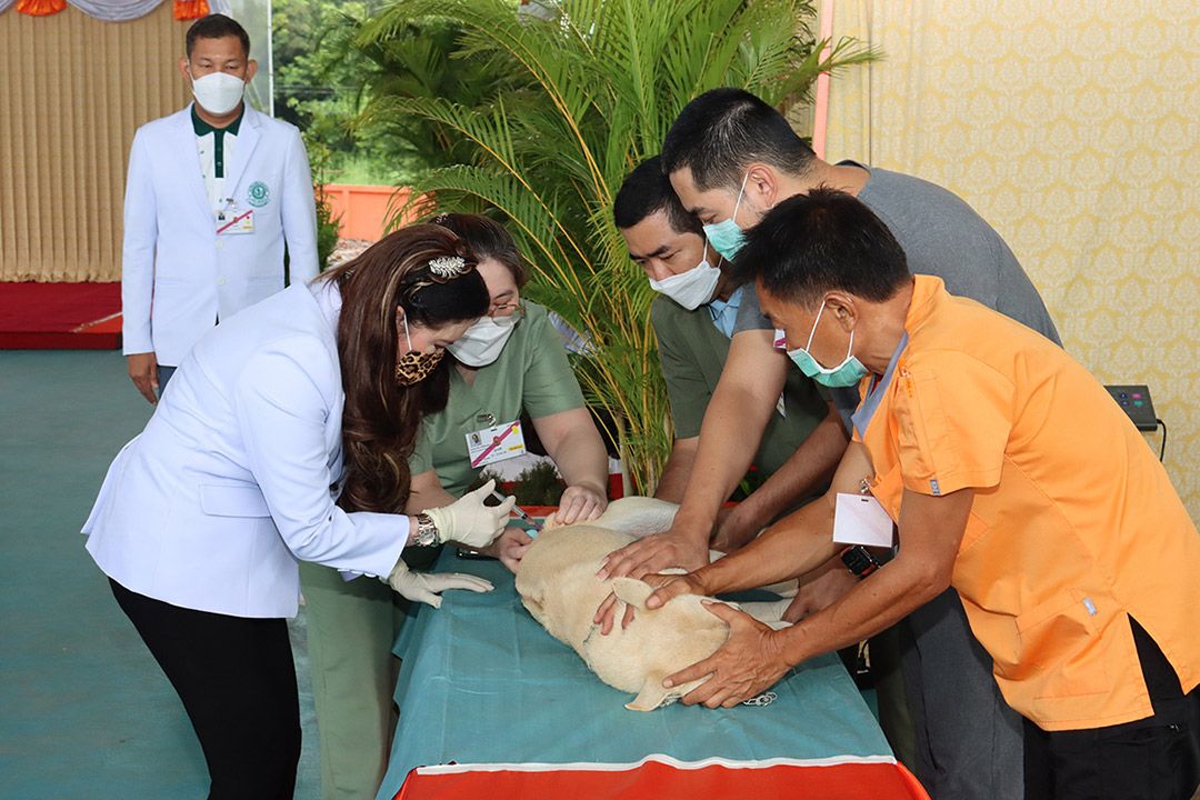 กรมพระศรีสวางควัฒนฯ ทรงออกหน่วยสัตวแพทย์อาสาจุฬาภรณ์ จ.เลย-อุดรธานี