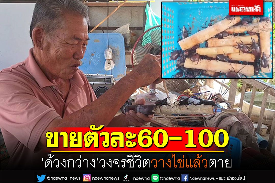 ฤดูหา'ด้วงกว่าง' ขายตัว60-100บาท วงจรชีวิตวางไข่แล้วตาย