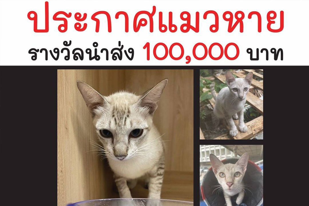 พิกัดแถวๆสุขุมวิท 43 ประกาศตามหาแมวหาย'น้องคากิ' มีเงินรางวัล 100,000 บาท