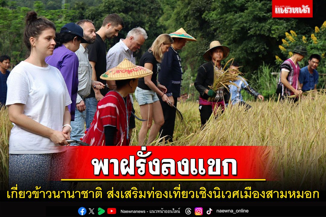 ผู้ว่าฯแม่ฮ่องสอนพาฝรั่งลงแขกเกี่ยวข้าวส่งเสริมท่องเที่ยวเชิงนิเวศ
