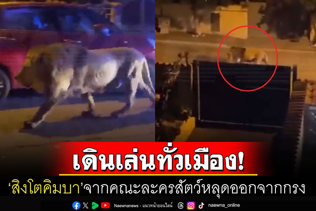 แตกตื่น! 'สิงโต'จากคณะละครสัตว์หลุดออกจากกรง เดินเตร็ดเตร่ตามถนนทั่วเมืองลาดิสโปลี