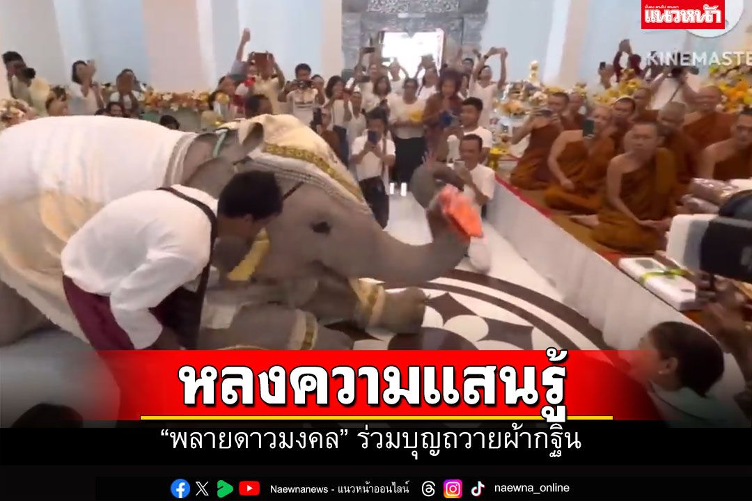 ทั้งฉลาด แสนรู้! 'พลายดาวมงคล'ร่วมทอดกฐิน คลานเข่า ใช้งวงถือผ้าไตรร่วมบุญ