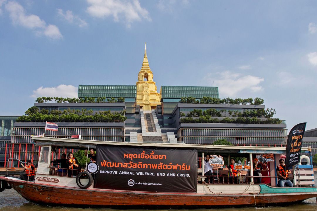 องค์กรพิทักษ์สัตว์แห่งโลก จี้กรมปศุสัตว์ ร้องหยุดเชื้อดื้อยาและพัฒนาสวัสดิภาพสัตว์อย่างเป็นรูปธรรมทันที