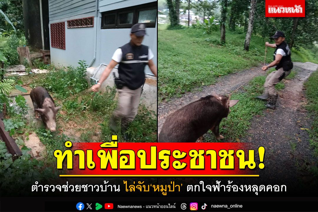 ทำเพื่อประชาชน! ตำรวจไล่จับ'หมูป่า' ตกใจฟ้าร้องวิ่งชนรถชาวบ้าน