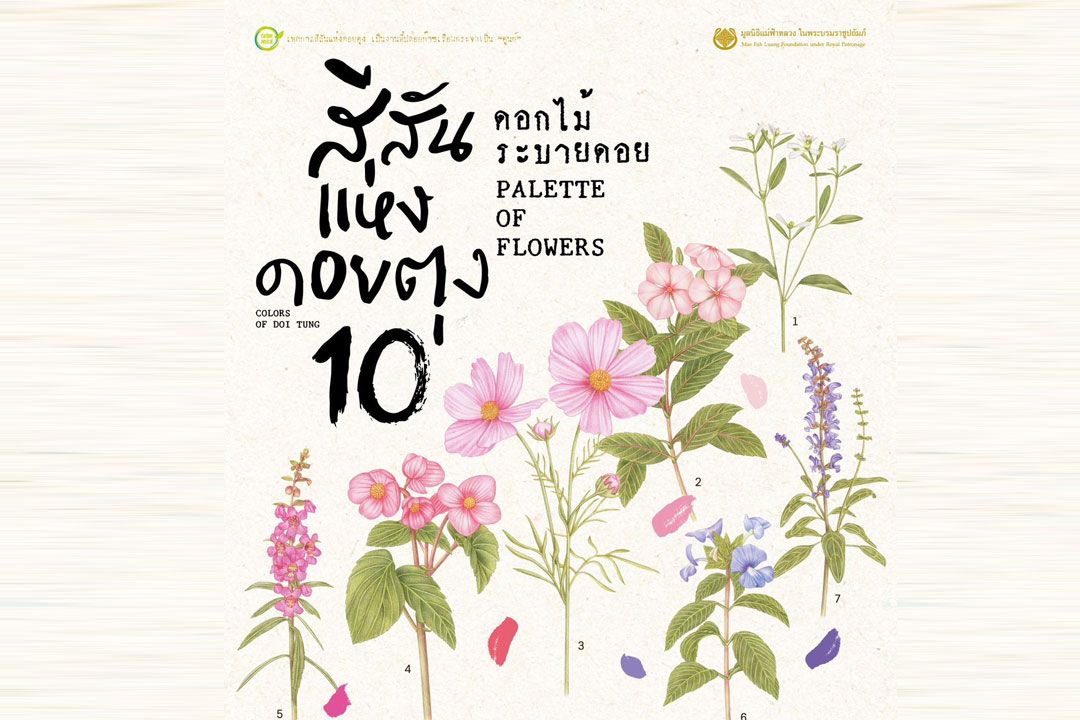 หนาวนี้ ‘ดอกไม้ระบายดอย’ ในงานสีสันแห่งดอยตุง ครั้งที่ 10