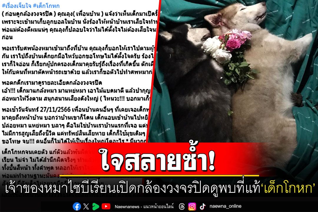 เจ้าของหมาไซบีเรียนเปิดวงจรปิดดู พบเด็กจงใจแกล้งหมา-เพื่อนบ้านร่วมแฉพฤติกรรม