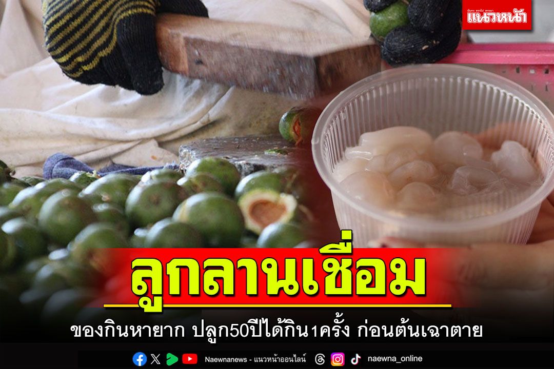 ชวนชิม! 'ลูกลานเชื่อม'ของกินหายาก ปลูก50ปีได้กินก่อนต้นแห้งเฉา