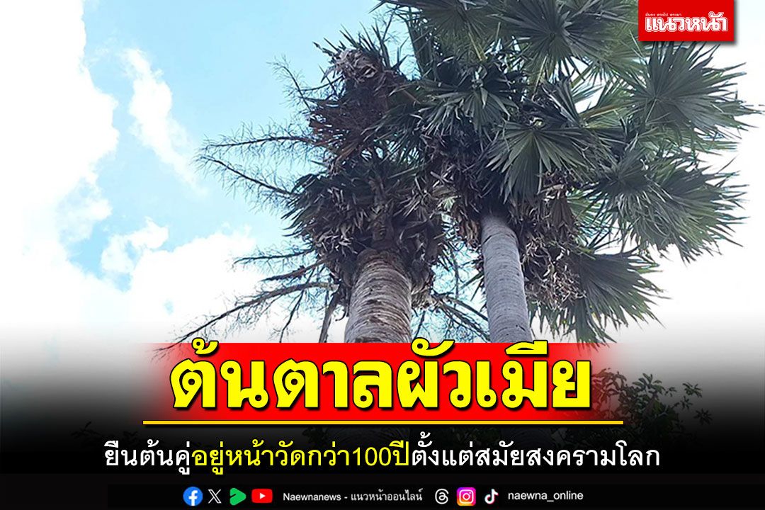ฮือฮา! ต้นตาลผัวเมีย ยืนต้นคู่อยู่หน้าวัดกว่า100ปี ตั้งแต่สมัยสงครามโลก