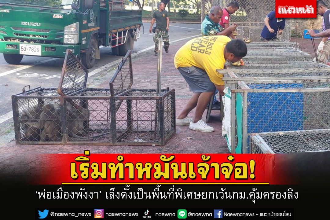 'เทศบาลเมืองพังงา'นำจนท.เริ่มจับลิงรอทำหมัน เล็งตั้งเป็นพื้นที่พิเศษยกเว้นกม.คุ้มครองลิง
