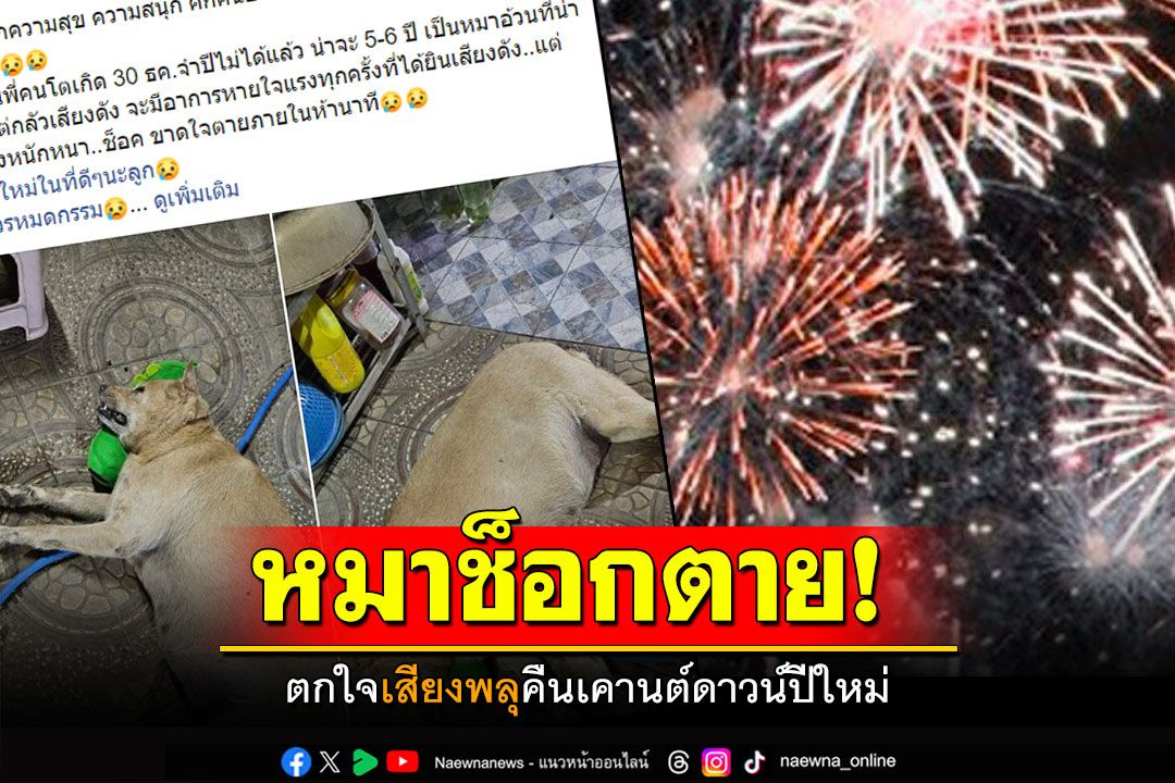 ไปดีนะ'ซูซาน' สุนัขช็อกตาย เพราะตกใจเสียงจุดพลุคืนเคานต์ดาวน์ปีใหม่