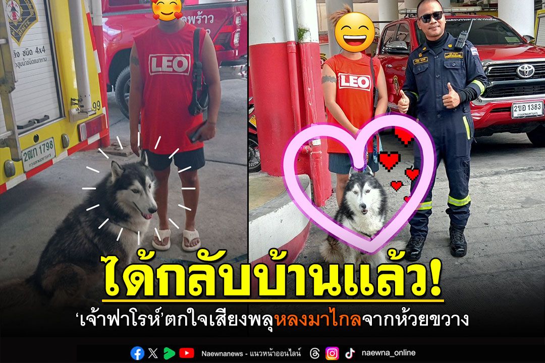 เจ้าของมารับแล้ว! 'เจ้าฟาโรห์'ไซบีเรียตกใจเสียงพลุ หลงมาไกลจากห้วยขวาง
