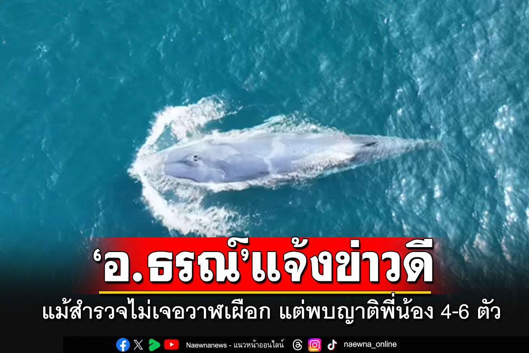 'อ.ธรณ์'แจ้งข่าวดี แม้สำรวจไม่พบ'วาฬเผือก' แต่เจอญาติพี่น้อง'วาฬโอมูระ'อีก 4-6 ตัว