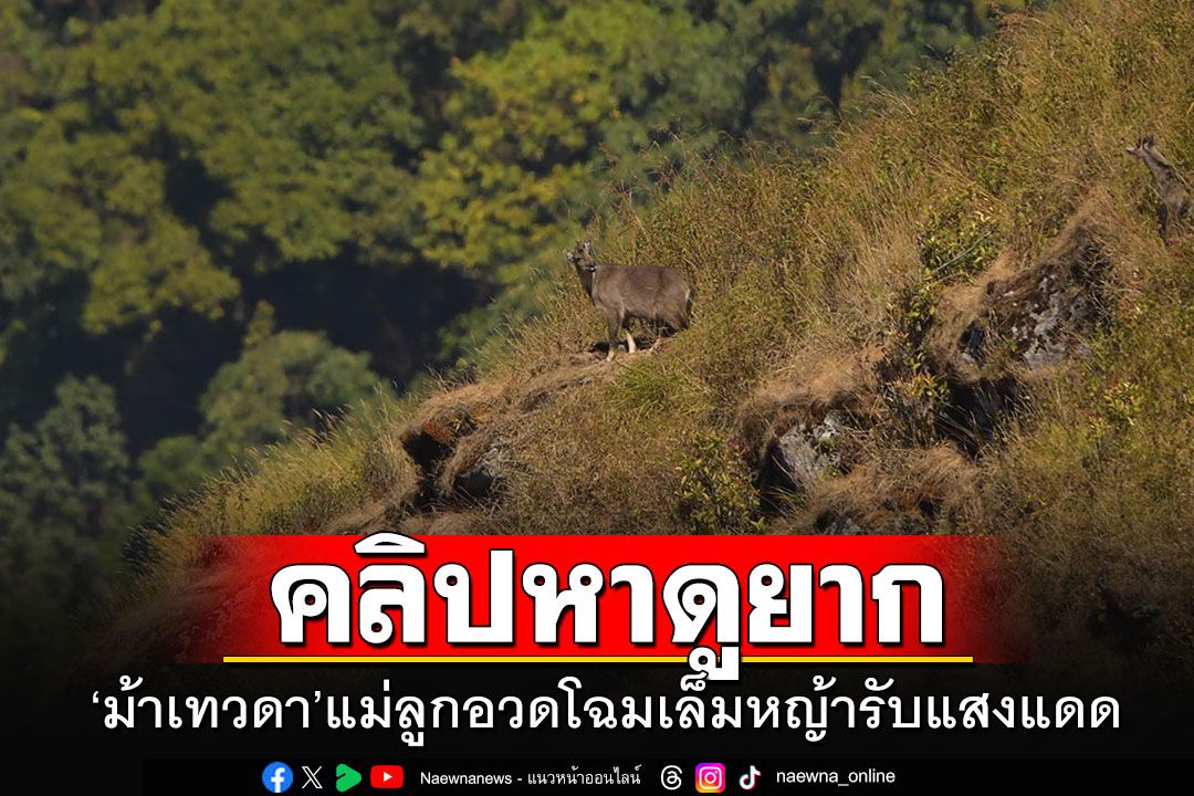 คลิปหาดูยาก!! 'ม้าเทวดา'แม่ลูกอวดโฉมเล็มหญ้ารับแสงแดดสาดส่อง