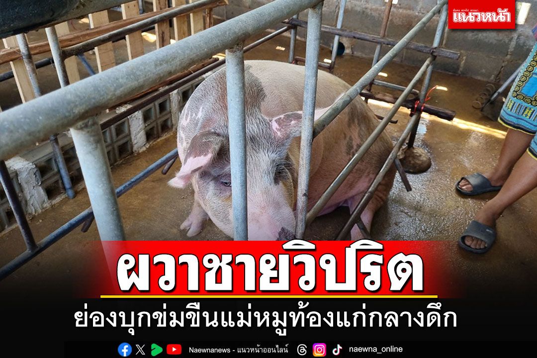 ผวาชายจิตวิปริต บุกข่มขืนหมูท้องแก่กลางดึก เจ้าของเห็นตะโกนไล่ วิ่งหนีสภาพเปลือยล่อนจ้อน