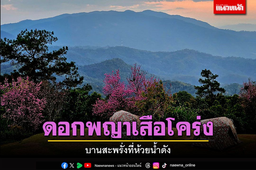 ชมพูหวานชื่น! 'ดอกพญาเสือโคร่ง' บานสะพรั่งที่ห้วยน้ำดัง
