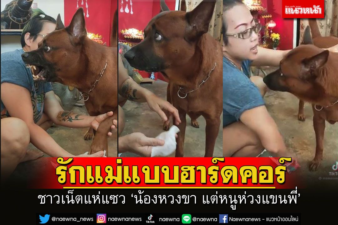 รักแม่แบบฮาร์ดคอร์! เจ้า 'กัญชา' สุนัขไทยหลังอาน เช็ดไปแฮ่ไป เหตุหวงขา แต่ชาวเน็ตห่วงแขนแม่