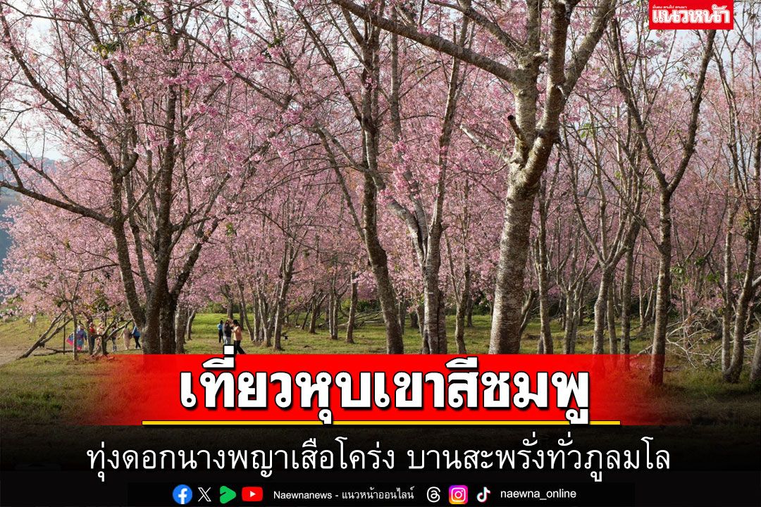 เที่ยวหุบเขาสีชมพู ทุ่งดอกนางพญาเสือโคร่ง บานสะพรั่งทั่วภูลมโล