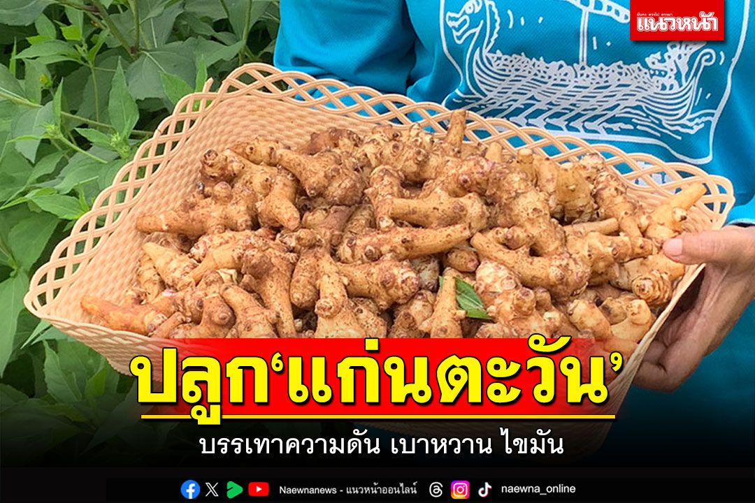 ปลูก'แก่นตะวัน'พืชมหัศจรรย์ทำเงิน เจาะกลุ่มคนรักสุขภาพ บรรเทาความดัน เบาหวาน ไขมัน