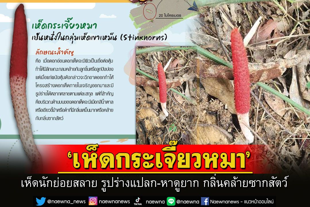 'เห็ดกระเจี๊ยวหมา'นักย่อยสลายอินทรียวัตถุ รูปร่างแปลก-หาดูยาก กลิ่นคล้ายซากสัตว์