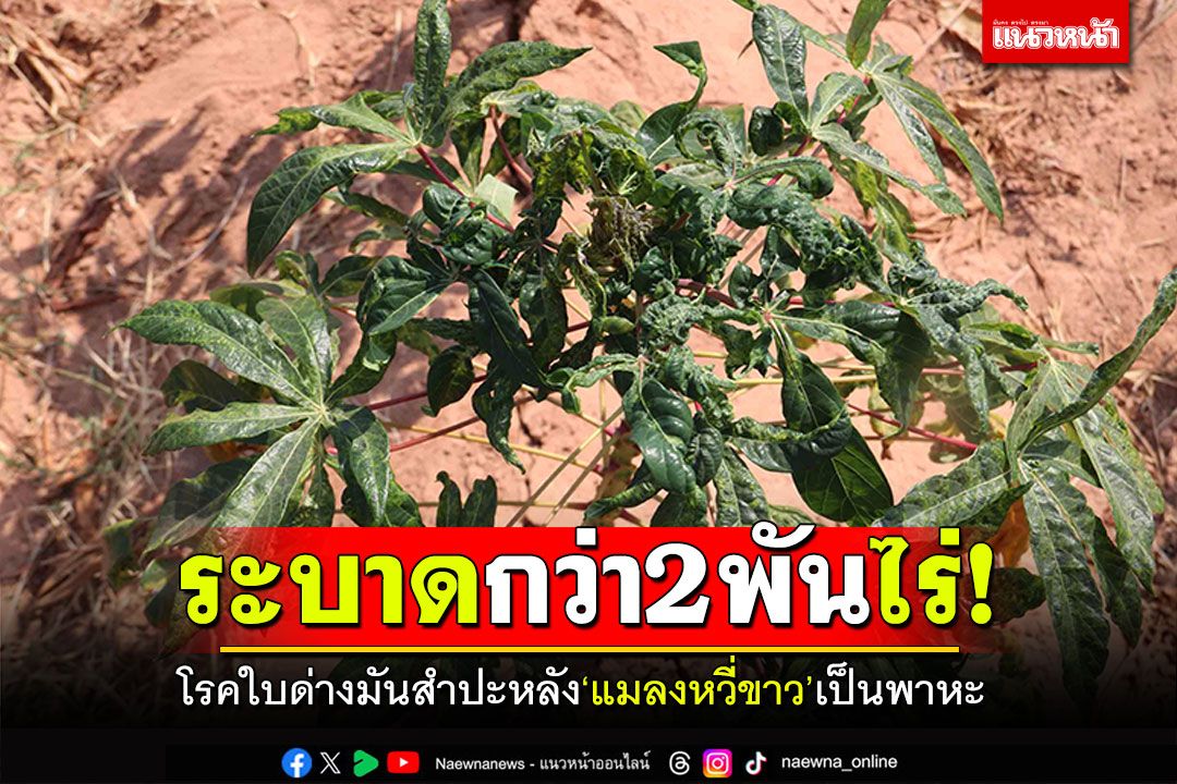 ระบาดกว่า2พันไร่! โรคใบด่างมันสำปะหลัง 'แมลงหวี่ขาว'เป็นพาหะ
