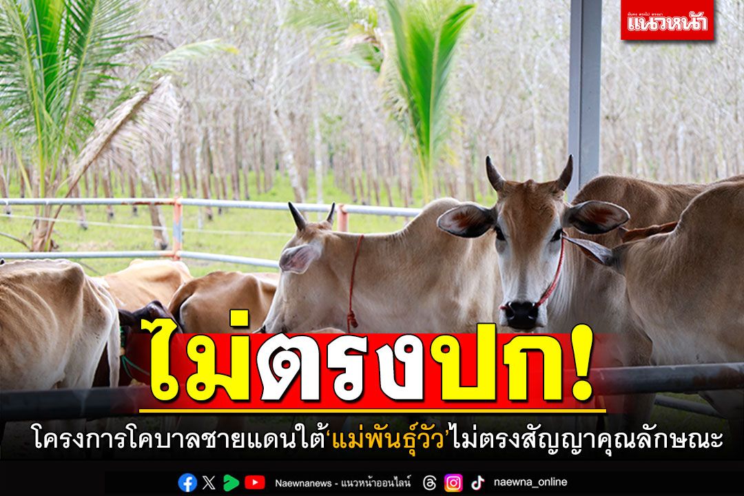 ศอ.บต.โร่แจง! โครงการโคบาลชายแดนใต้ 'แม่พันธุ์วัว'ไม่ตรงกับสัญญา-คุณลักษณะ