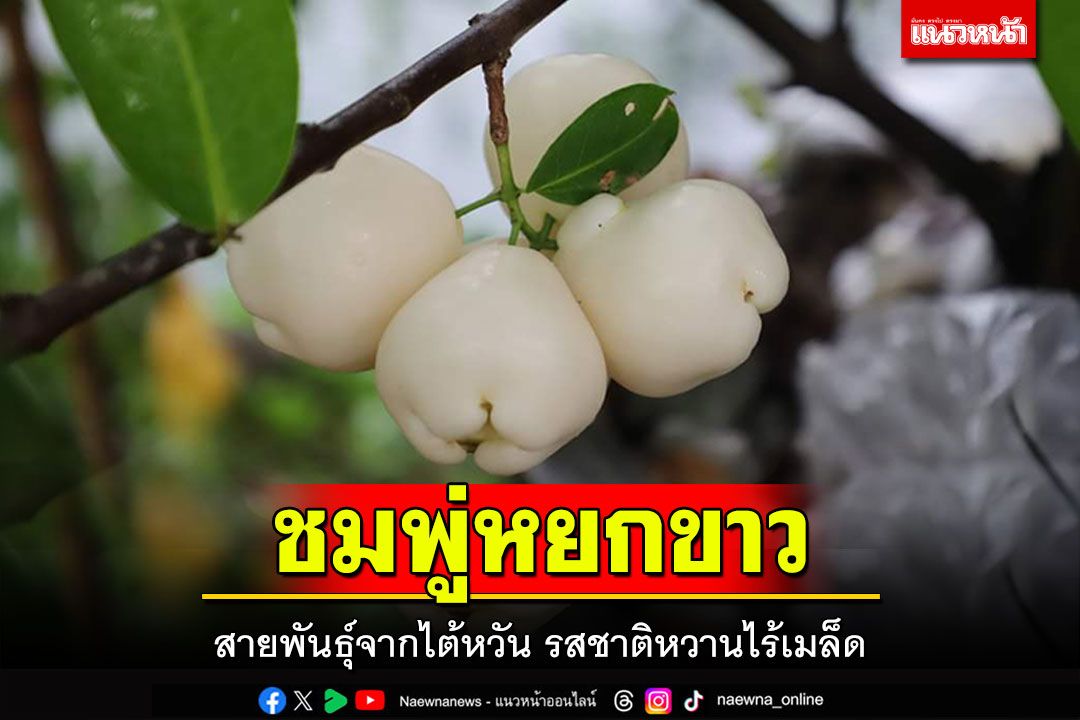 ลูกดกเต็มต้น! 'ชมพู่หยกขาว'สายพันธุ์จากไต้หวัน  รสชาติหวานไร้เมล็ด