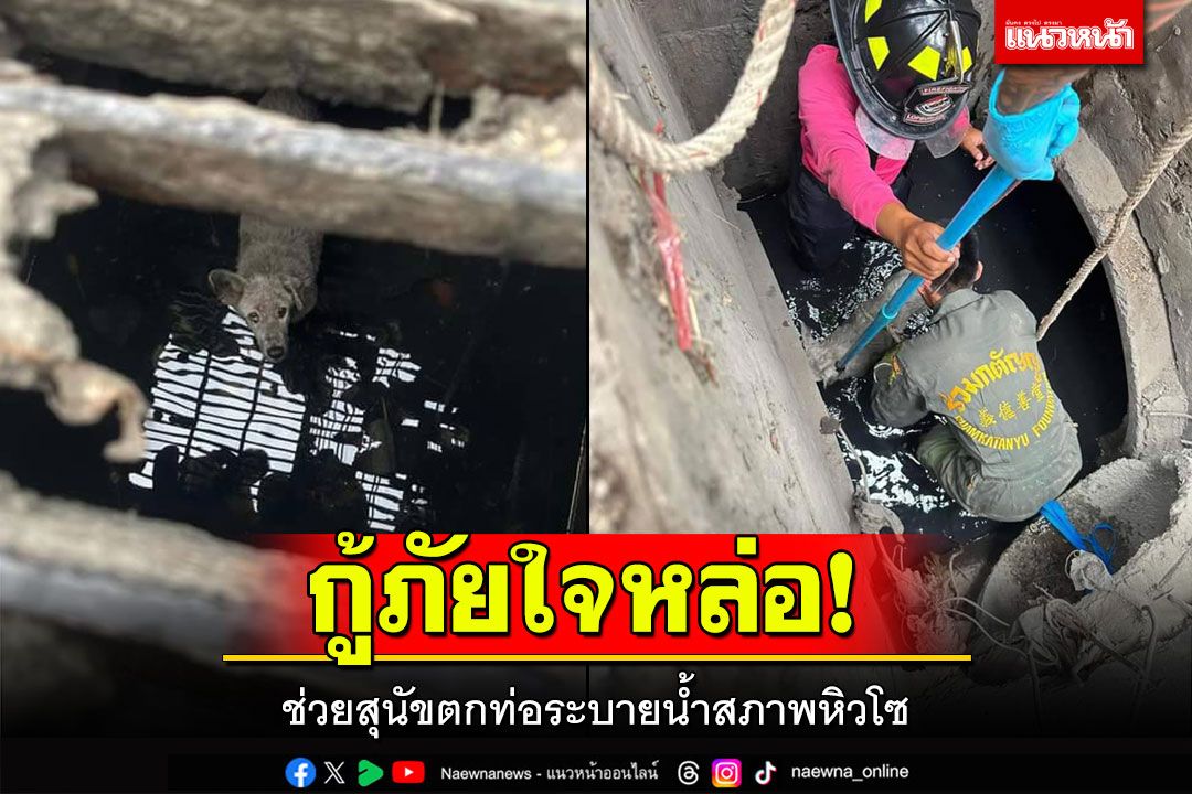 กู้ภัยลพบุรีใจหล่อ! ช่วยสุนัขตกท่อสภาพหิวโซ ทุกชีวิตล้วนมีความหมาย