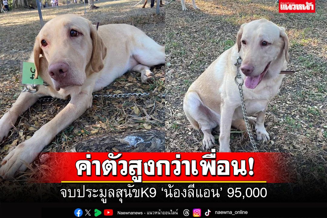 ค่าตัวพุ่ง! 'น้องลีแอน'จบประมูลที่95,000 สุนัขทหารไม่ผ่านเกณฑ์-ปลดประจำการ