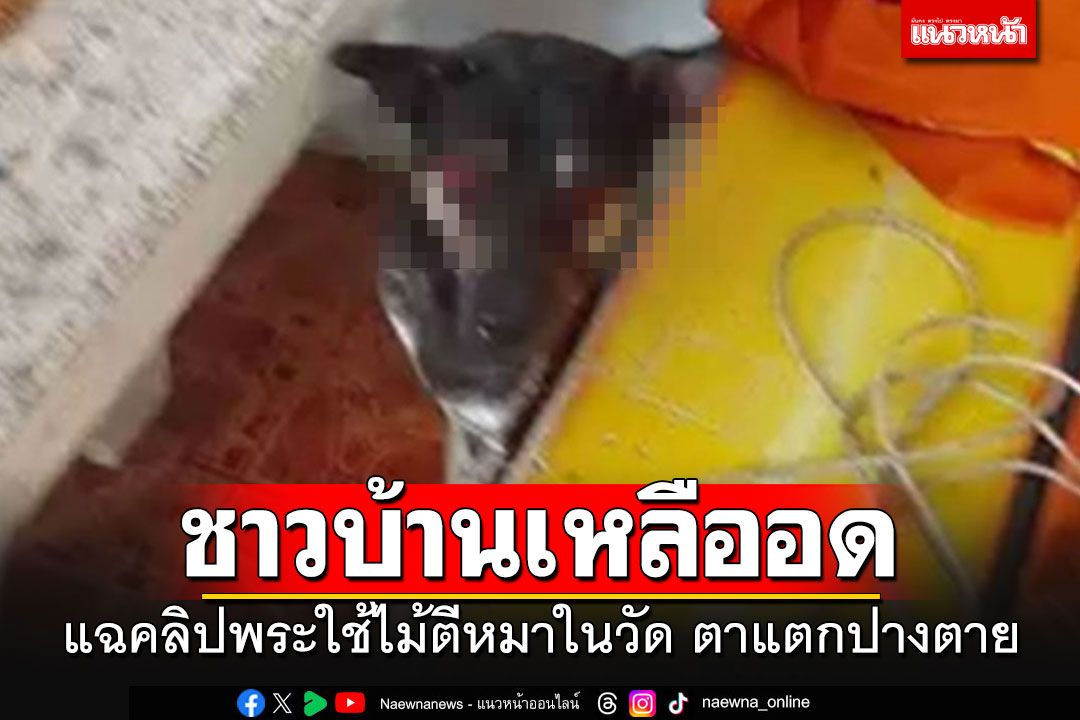 ชาวบ้านเหลืออด!!! แฉคลิป'พระ'ใช้ไม้หน้าสามทุบหมาจรจัดในวัด ตาแตกปางตาย