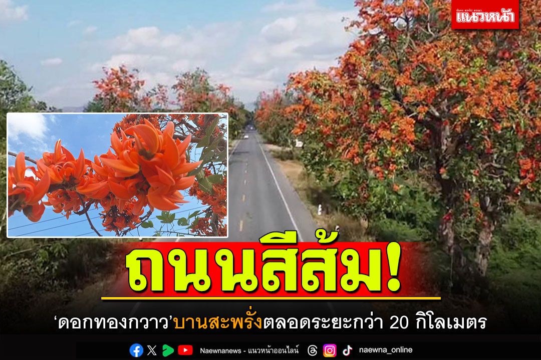 ถนนตระการตา! 'ดอกทองกวาว'บานสีส้ม ริมทางสวยงามกว่า 20 กิโลเมตร