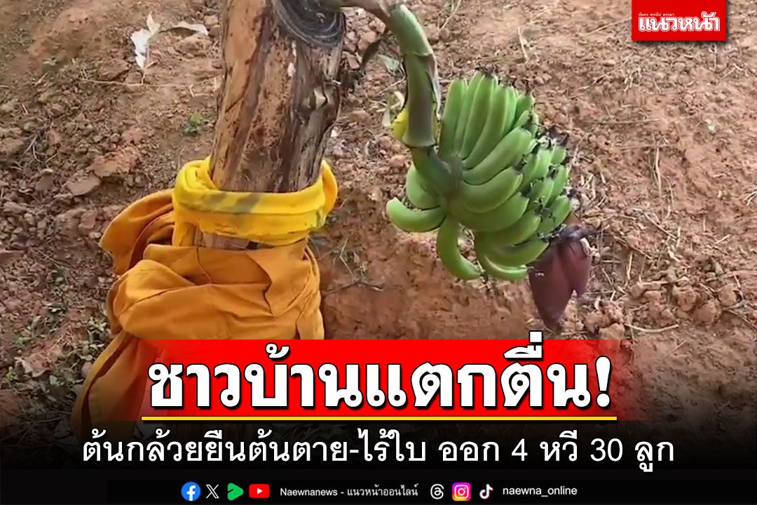 ข่าว Like สาระ - ชาวบ้านแตกตื่น!!! ต้นกล้วยยืนต้นตาย-ไร้ใบ ออก 4 หวี 30 ลูก