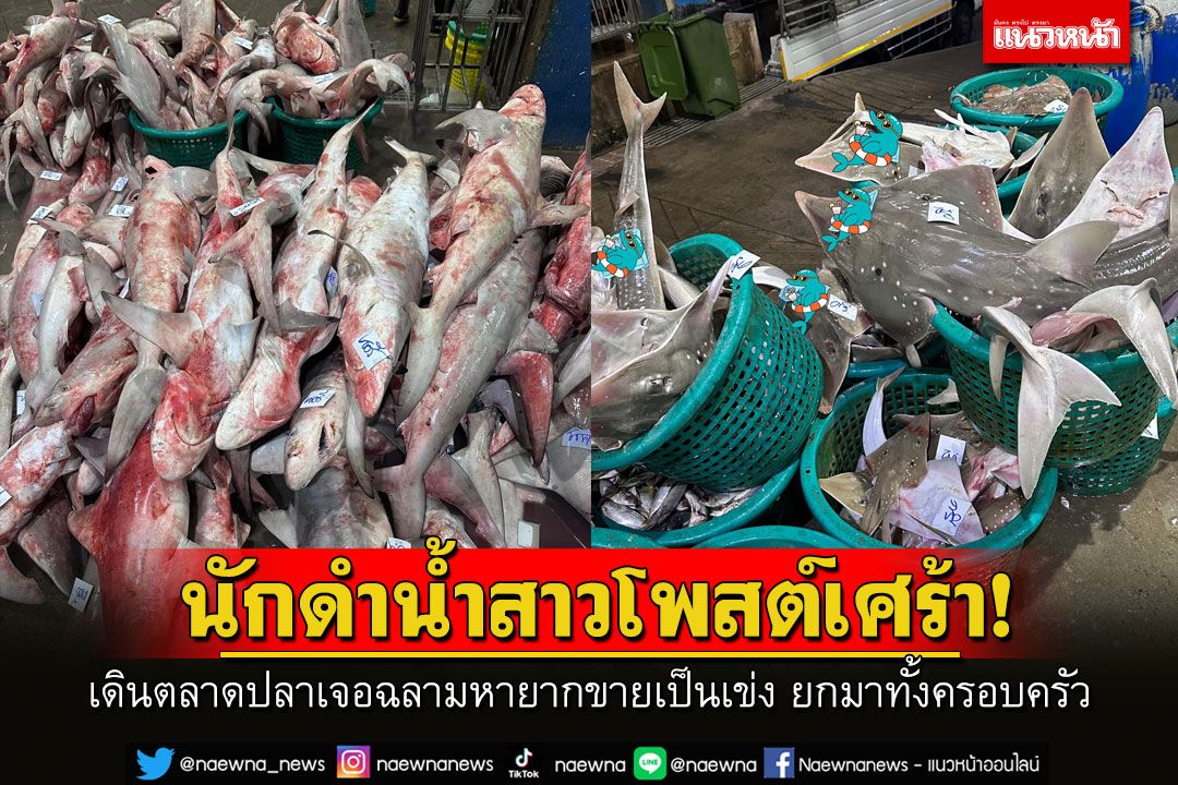 นักดำน้ำสาวโพสต์เศร้า! เดินตลาดปลาเจอฉลามหายากขายเป็นเข่ง ยกมาทั้งครอบครัว