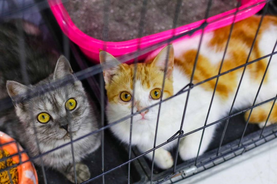 'อิมแพ็ค'บินลัดฟ้าสู่เชียงใหม่จัดงานสัตว์เลี้ยงสุดยิ่งใหญ่ สมาร์ทฮาร์ท พรีเซนส์ ไทยแลนด์ อินเตอร์เนชั่นแนล เพ็ท วาไรตี้ 2024