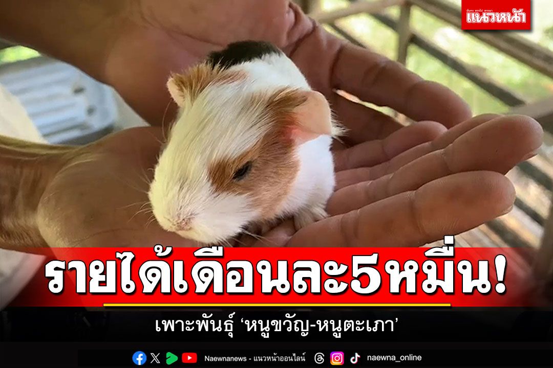 รายได้เดือนละ5หมื่น! เพาะพันธุ์'หนูขวัญ-หนูตะเภา'