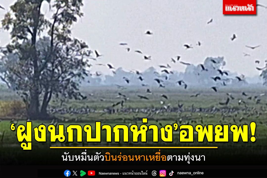 'ฝูงนกปากห่าง'อพยพ! นับหมื่นตัวบินร่อนหาเหยื่อตามทุ่งนา