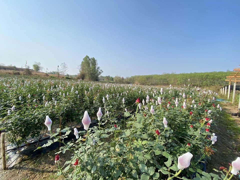 วว.เปิดรับพรีออเดอร์‘กุหลาบ’เพื่อสุดที่รัก