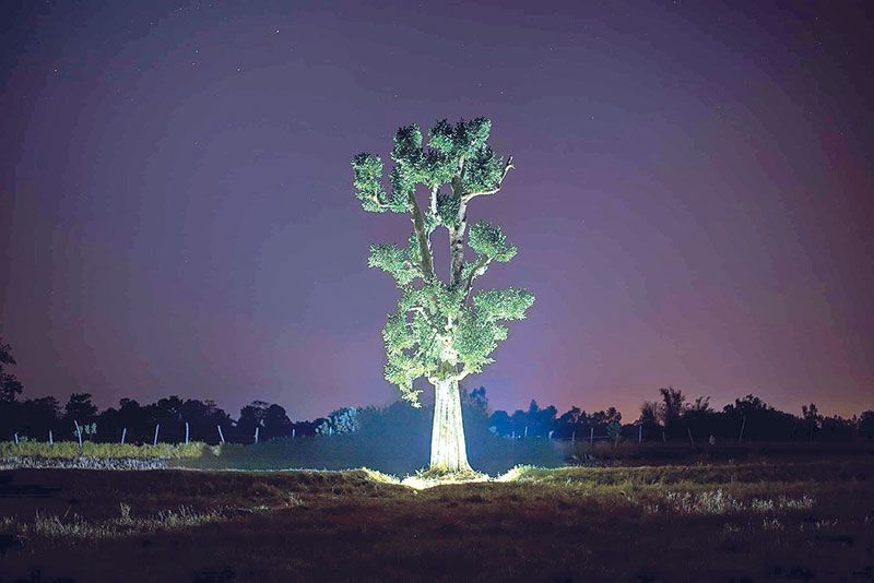 ‘Tree Management Agency’นิทรรศการที่ชวนให้ขบคิดพื้นที่ธรรมชาติในเมืองใหญ่