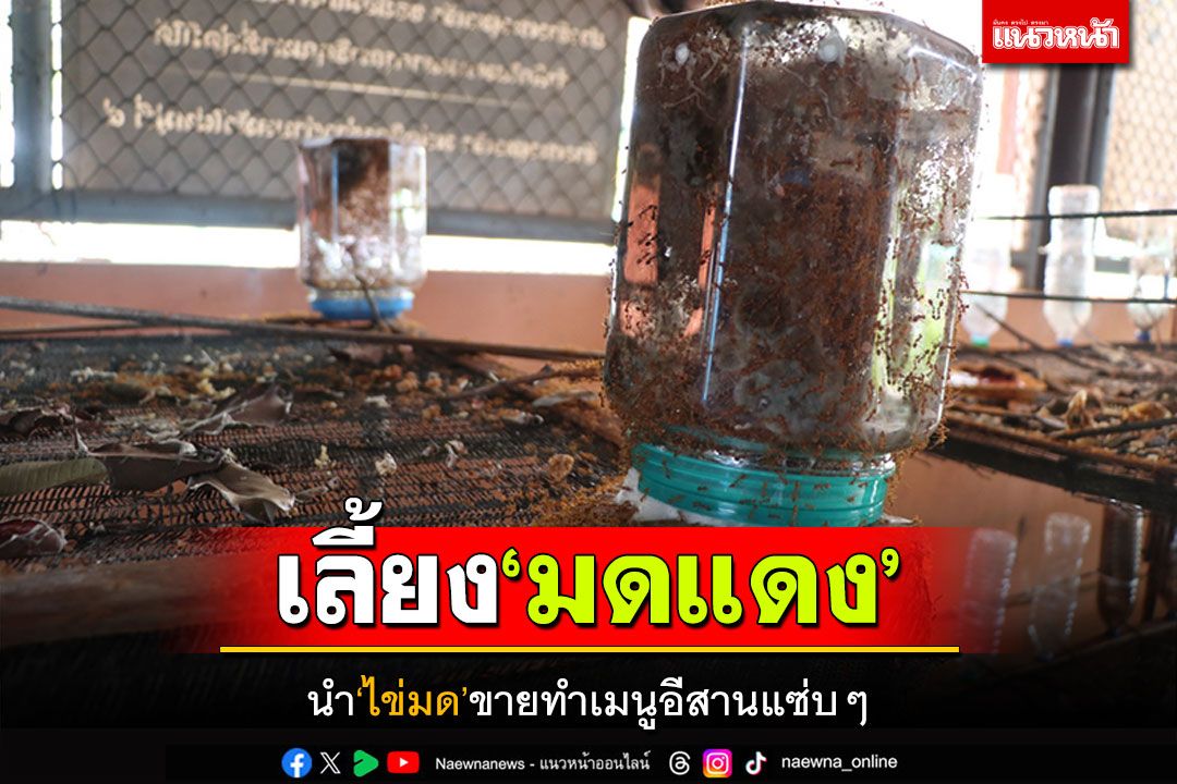 ชาวบ้านเลี้ยงมดแดง ขายไข่สร้างรายได้ ทำเมนูอีสานแซ่บๆ